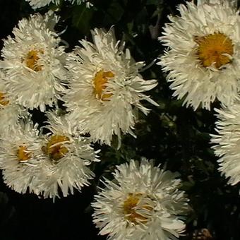 Leucanthemum x superbum 'Laspider'