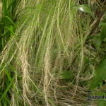 Stipa borysthenica  - Vedergras, Zandvedergras