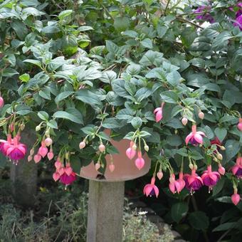 Fuchsia 'Constance'