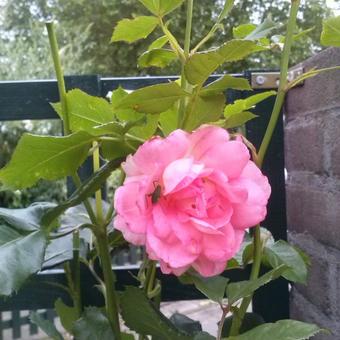 Rosa 'Bonita Renaissance'