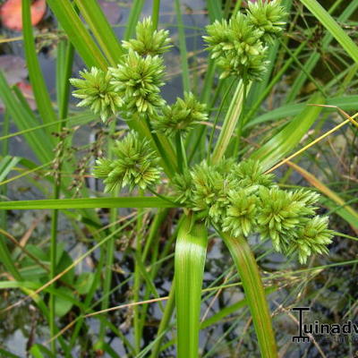 Cyperus alternifolius - Parapluplant