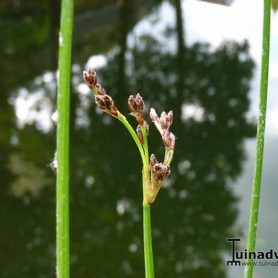 bonte mattenbies - Scirpus lacustris 'Albescens'