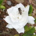 Gardenia jasminoides 'Veitchiana' - Kaapse Jasmijn