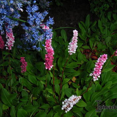 Duizendknoop - Persicaria affinis 'Superba'