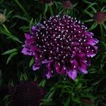 Scabiosa columbaria 'Barocca' - Duifkruid - Scabiosa columbaria 'Barocca'