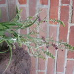 Veratrum formosanum - Nieskruid, nieswortel