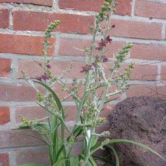 Veratrum formosanum