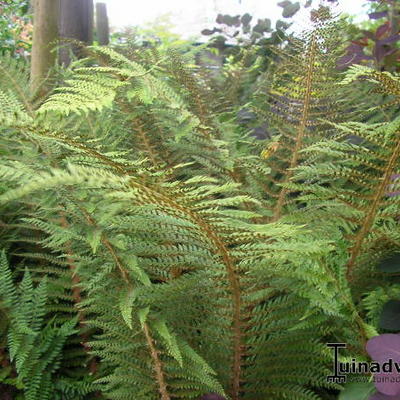 Naaldvaren, Broedvaren - Polystichum setiferum 'Proliferum'