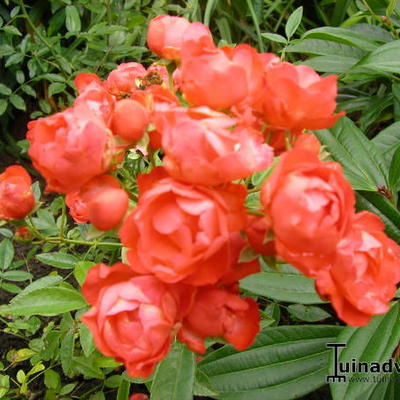 Roos - Rosa 'Orange Morsdag' 