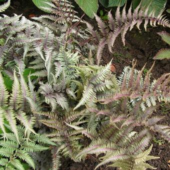 Athyrium niponicum 'Metallicum'