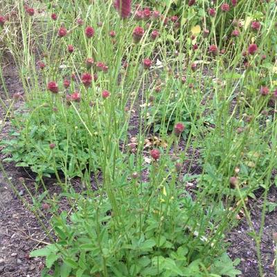 Pimpernel - Sanguisorba officinalis 'Red Thunder'