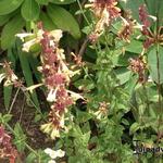 Agastache 'SUMMER Glow' - Dropplant