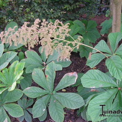 Kijkblad, Schout bij Nacht - Rodgersia pinnata 'Elegans'