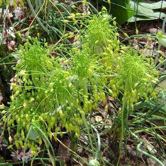 Allium flavum