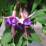 Fuchsia 'Blanche Regina' - Bellenplant