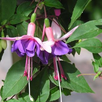 Fuchsia 'Blanche Regina'