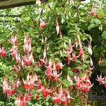 Fuchsia 'Wattenpost' - Bellenplant