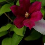 Clematis viticella 'Rubra' - Bosrank