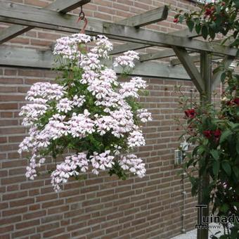 Pelargonium peltatum 'White Glacier'