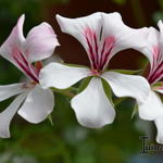 Pelargonium peltatum 'White Glacier' - Geranium, hanggeranium