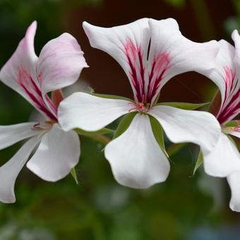 Pelargonium peltatum 'White Glacier'