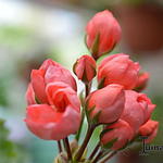 Pelargonium x hortorum 'Patricia Andrea' - Geranium, Tulpgeranium