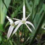 Rhynchospora colorata - Sterdanseres, Stergras, Witte snavelbies