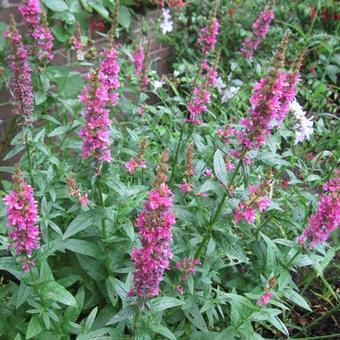 Lythrum virgatum 'Dropmore Purple'