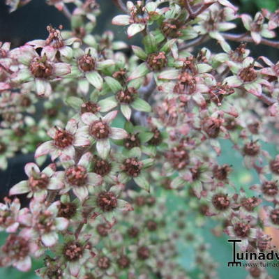 Kijkblad, Schout bij Nacht - Rodgersia 'La Blanche'