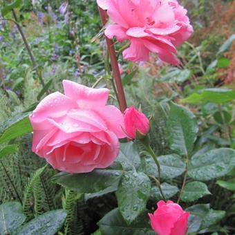 Rosa 'Queen Elizabeth'