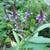 Verbena hastata 'Blue Spires'