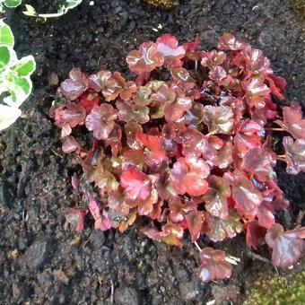 Heuchera 'Petite Pearl Fairy'