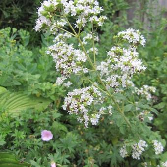 Origanum vulgare subsp. hirtum