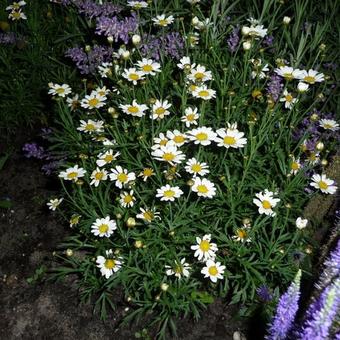 Leucanthemum x superbum  'Silberprinzesschen'