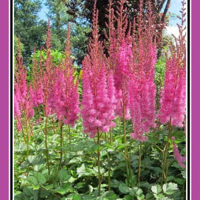 Pluimspirea - Astilbe chinensis 'Superba'