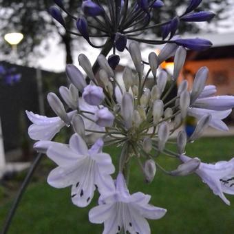 Agapanthus africanus