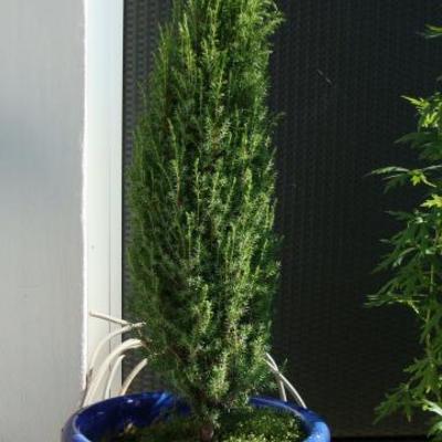 Jeneverbes - Juniperus communis 'Arnold'