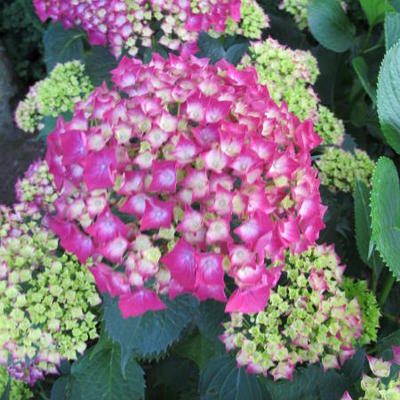 Hortensia - Hydrangea macrophylla 'Leuchtfeuer'