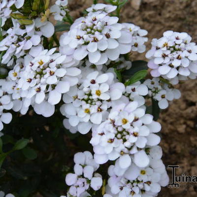 Scheefbloem - Iberis sempervirens 'Masterpiece'