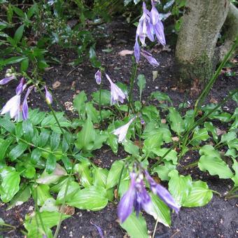 Hosta venusta