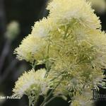 Thalictrum flavum 'Tukker Princess' - Ruit