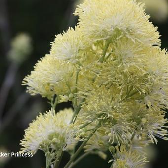 Thalictrum flavum 'Tukker Princess'