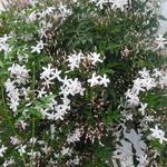 Gewone jasmijn - Jasminum officinale