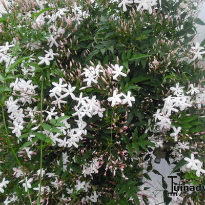 Gewone jasmijn - Jasminum officinale