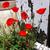 Papaver rhoeas