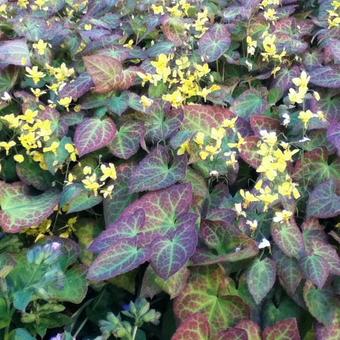 Epimedium x versicolor  'Sulphureum'