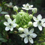 Ornithogalum saundersii - Ster van Bethlehem