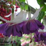 Fuchsia 'Blue Angel' - Bellenplant