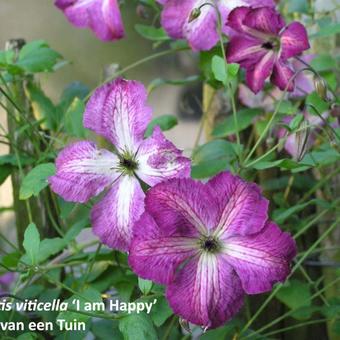 Clematis viticella 'I Am Happy'