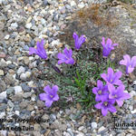 Edraianthus serpyllifolius - Edraianthus